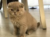 Safkan Irk Garantili Scottish Fold Ve British Yavrularımız