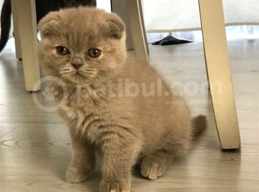 Safkan Irk Garantili Scottish Fold Ve British Yavrularımız