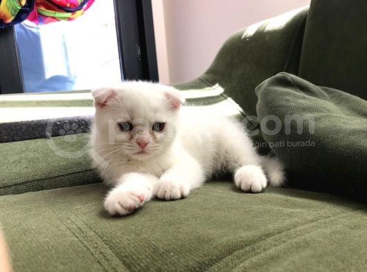 Safkan Irk Garantili Scottish Fold Ve British Yavrularımız görsel