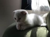 Safkan Irk Garantili Scottish Fold Ve British Yavrularımız