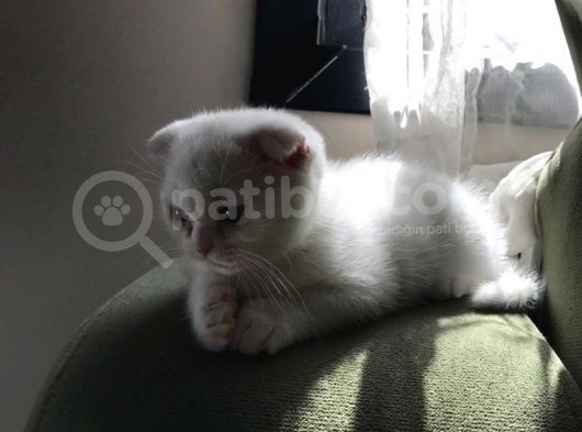 Safkan Irk Garantili Scottish Fold Ve British Yavrularımız görsel