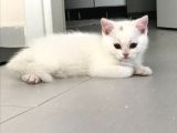Safkan Irk Garantili Scottish Fold Ve British Yavrularımız