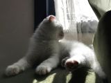 Safkan Irk Garantili Scottish Fold Ve British Yavrularımız