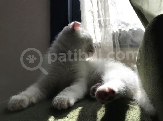Safkan Irk Garantili Scottish Fold Ve British Yavrularımız görsel