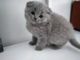 Yavru Kedi