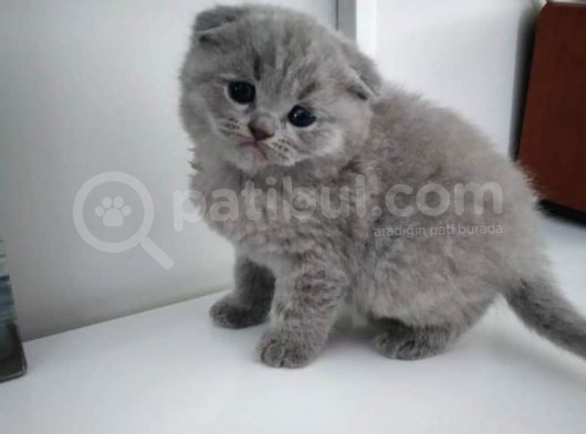 Yavru Kedi