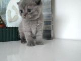 Yavru Kedi