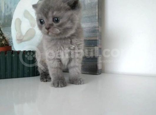Yavru Kedi görsel