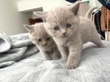 49 Günlük Erkek British Shorthair Yavrular
