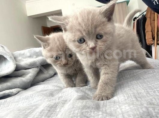 49 Günlük Erkek British Shorthair Yavrular görsel