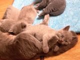 49 Günlük Erkek British Shorthair Yavrular