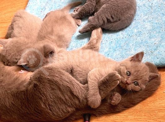 49 Günlük Erkek British Shorthair Yavrular görsel