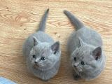 49 Günlük Erkek British Shorthair Yavrular