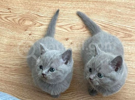 49 Günlük Erkek British Shorthair Yavrular görsel