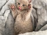 49 Günlük Erkek British Shorthair Yavrular