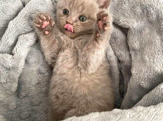 49 Günlük Erkek British Shorthair Yavrular
