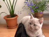 49 Günlük Erkek British Shorthair Yavrular