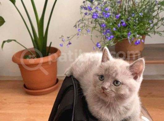 49 Günlük Erkek British Shorthair Yavrular görsel