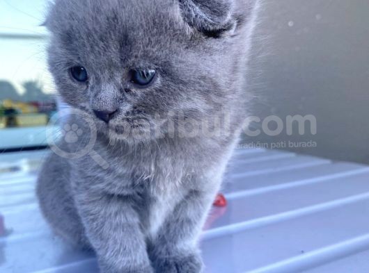 British & Scottish Kedi Yavruları görsel