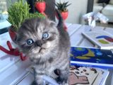 British & Scottish Kedi Yavruları