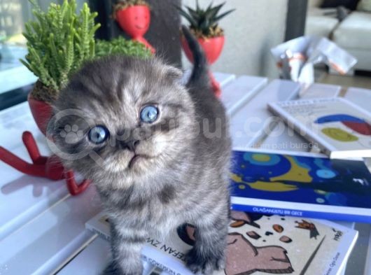 British & Scottish Kedi Yavruları görsel