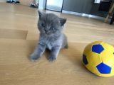 British & Scottish Kedi Yavruları