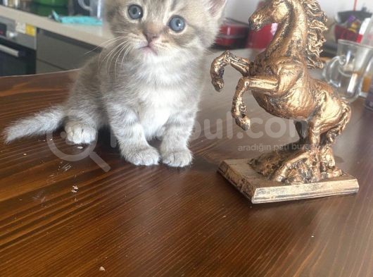 British & Scottish Kedi Yavruları görsel