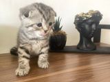 British & Scottish Kedi Yavruları