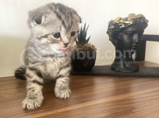 British & Scottish Kedi Yavruları görsel