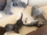 British & Scottish Kedi Yavruları