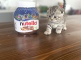 British & Scottish Kedi Yavruları