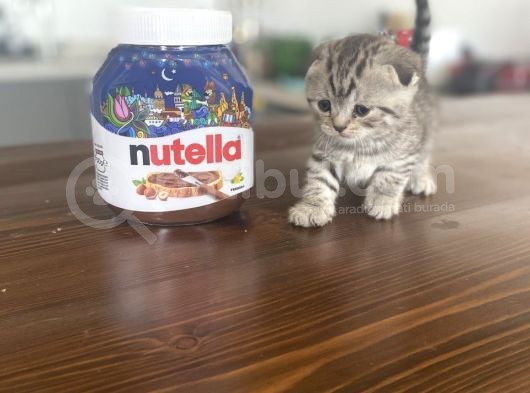 British & Scottish Kedi Yavruları görsel