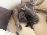 British & Scottish Kedi Yavruları