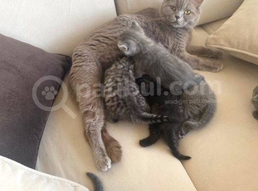 British & Scottish Kedi Yavruları görsel