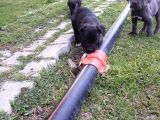 Mavi Gözlü Cane Corso Yavrular Yeni Sahiplerini Arıyor