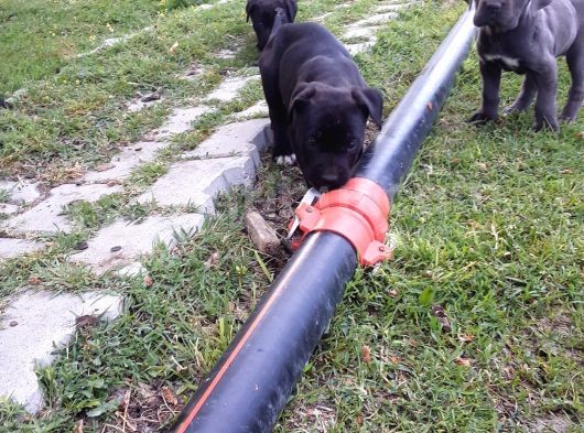 Mavi Gözlü Cane Corso Yavrular Yeni Sahiplerini Arıyor görsel