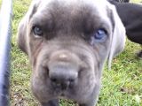 Mavi Gözlü Cane Corso Yavrular Yeni Sahiplerini Arıyor