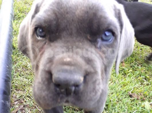 Mavi Gözlü Cane Corso Yavrular Yeni Sahiplerini Arıyor görsel