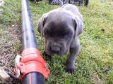 Mavi Gözlü Cane Corso Yavrular Yeni Sahiplerini Arıyor