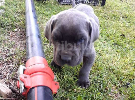 Mavi Gözlü Cane Corso Yavrular Yeni Sahiplerini Arıyor görsel