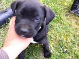 Mavi Gözlü Cane Corso Yavrular Yeni Sahiplerini Arıyor