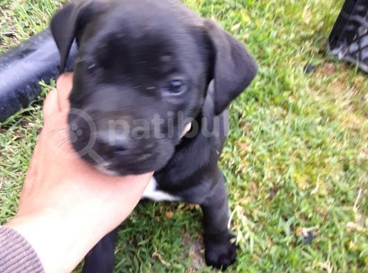 Mavi Gözlü Cane Corso Yavrular Yeni Sahiplerini Arıyor görsel