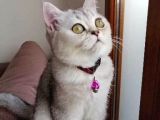 5 Aylık British Shorthair Yavru Kedi