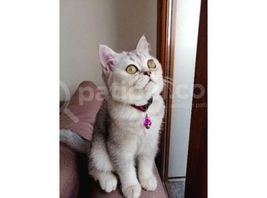 5 Aylık British Shorthair Yavru Kedi görsel