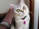 5 Aylık British Shorthair Yavru Kedi
