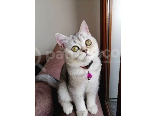 5 Aylık British Shorthair Yavru Kedi görsel