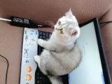 5 Aylık British Shorthair Yavru Kedi