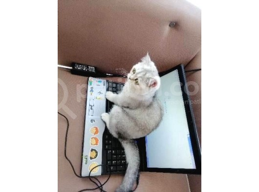 5 Aylık British Shorthair Yavru Kedi görsel
