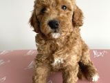 Toy Poodle Ev Doğumlu