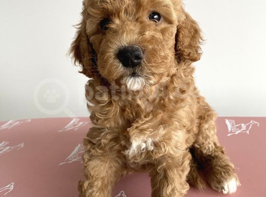 Toy Poodle Ev Doğumlu görsel